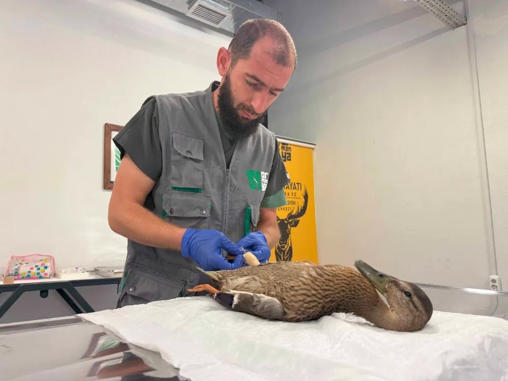 Yorgun ördeğin yardımına Büyükşehir yetişti